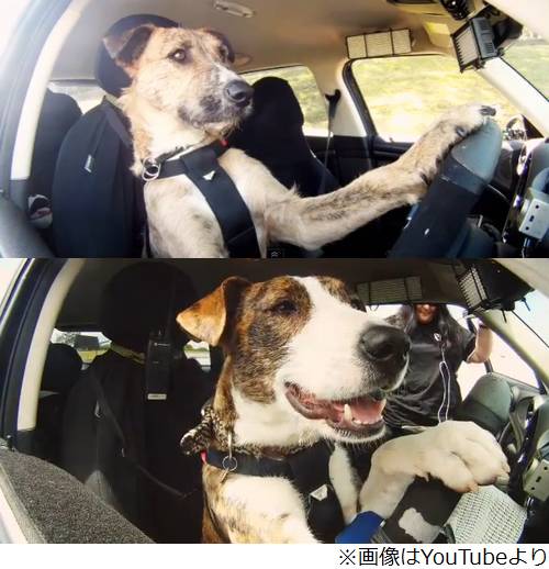 自動車を運転する犬  動物愛護キャンペーンで腕前披露